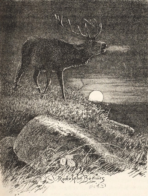 Illustration tirée du Manuel de Vènerie française - Emmanuel Le Couteulx de Canteleu (1890) - Hachette et Cie (Paris) - BnF (Gallica) 19